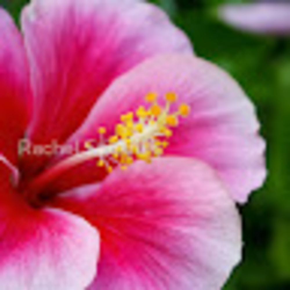 Meet your Posher, Gayathri